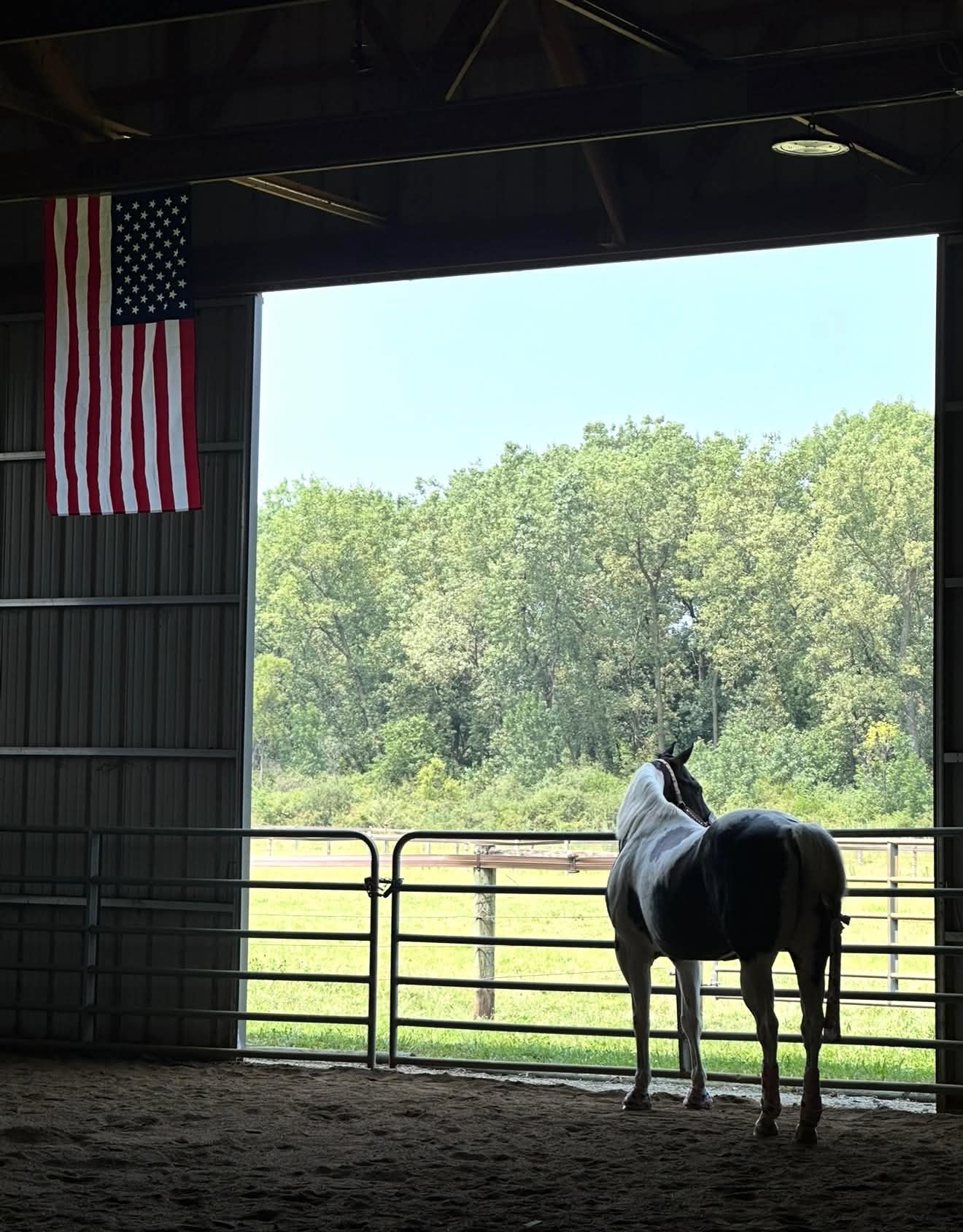 Horse looking out from the indoor arena toward the pastures